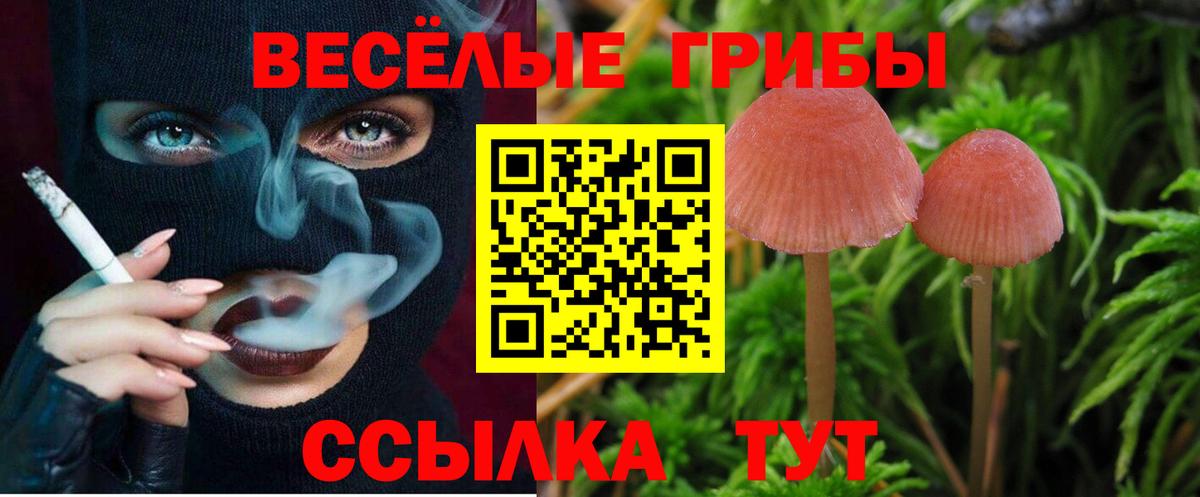 Псилоцибиновые грибы Psilocybine cubensis Пенза